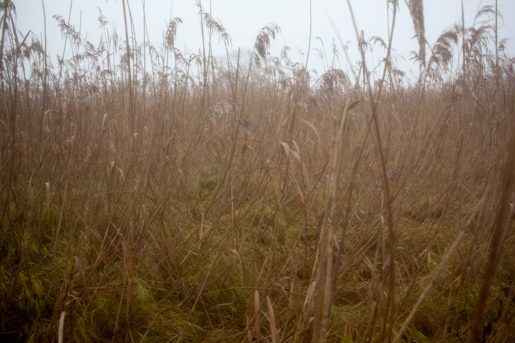 among-the-reeds-3